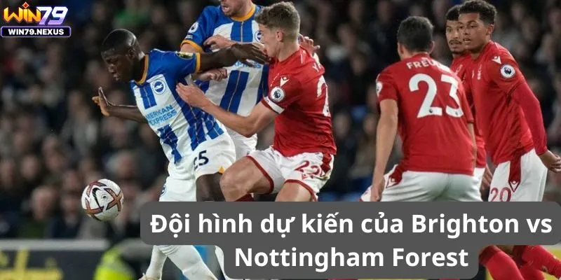 Đội hình dự kiến của Brighton vs Nottingham Forest